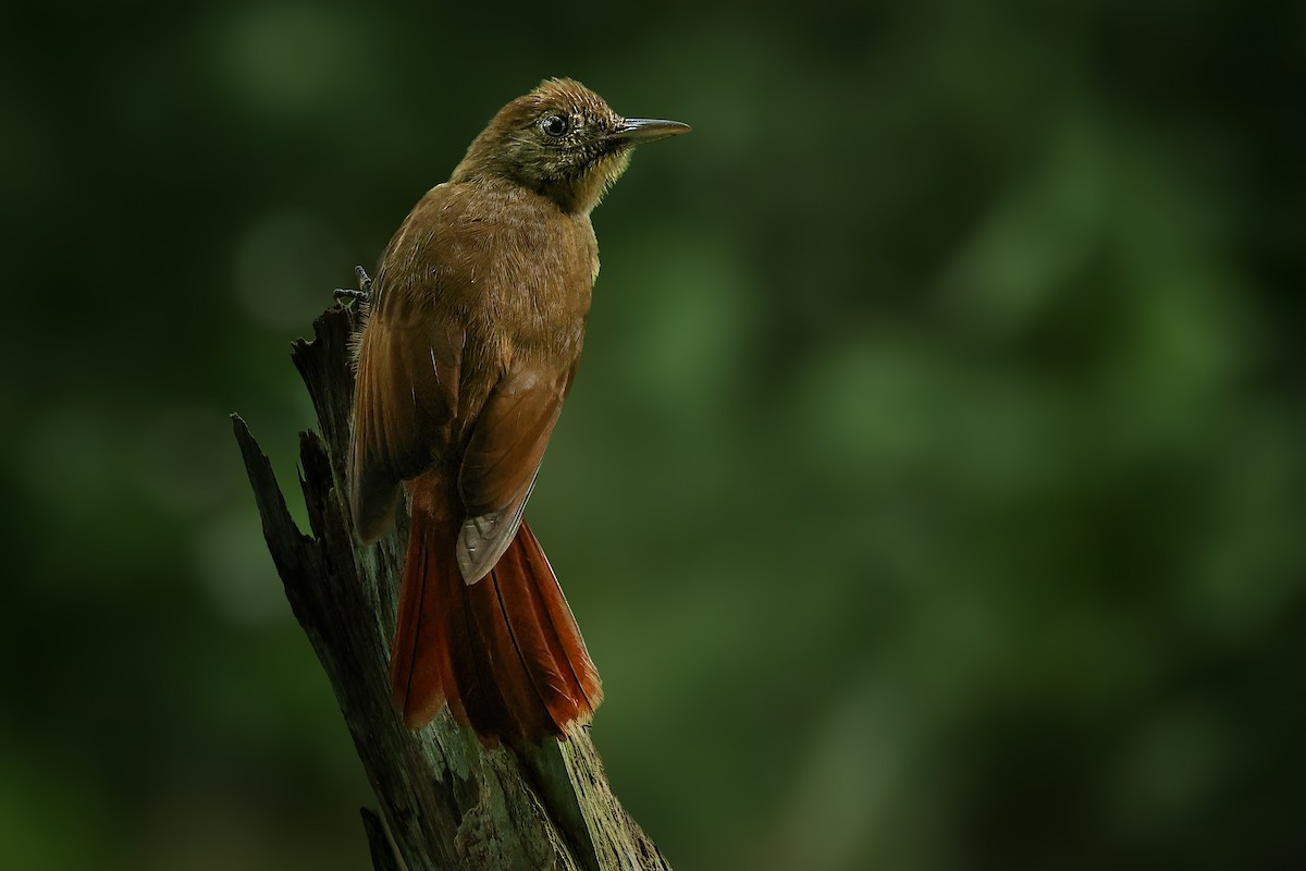 Plain-winged Woodcreeper (Plain-winged) - ML634368840