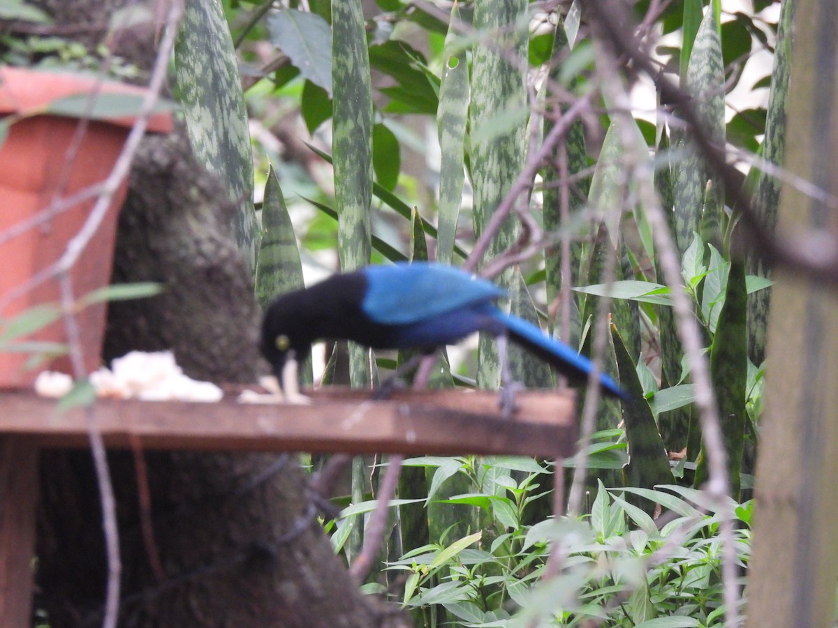 Bushy-crested Jay - ML634368892