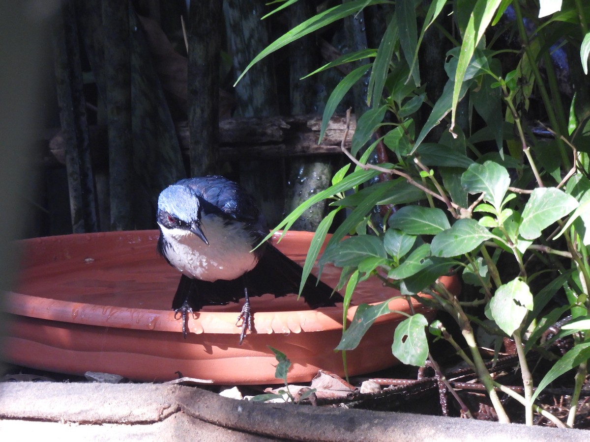 Blue-and-white Mockingbird - ML634368902