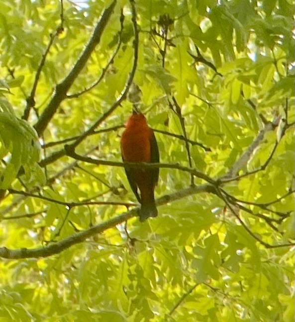 Scarlet Tanager - ML634368965