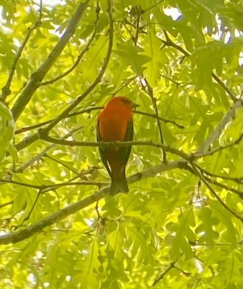Scarlet Tanager - ML634368967