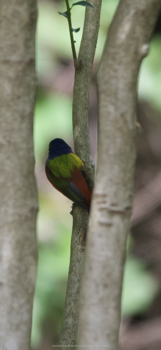 Painted Bunting - ML634369052