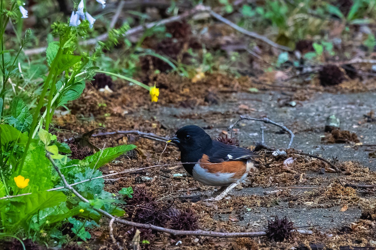 Rötelgrundammer - ML634369095