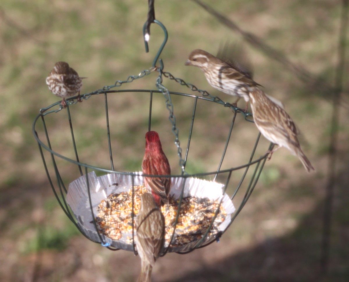 Purple Finch - ML634369106