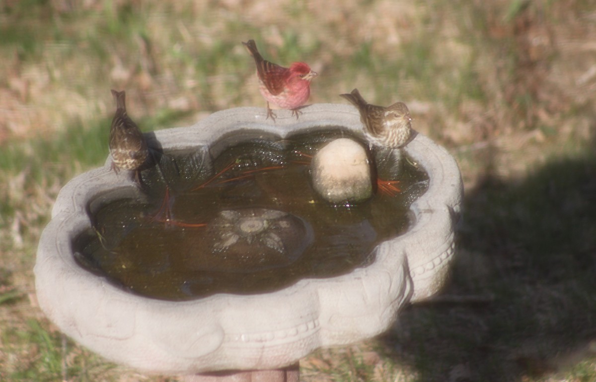 Purple Finch - ML634369122