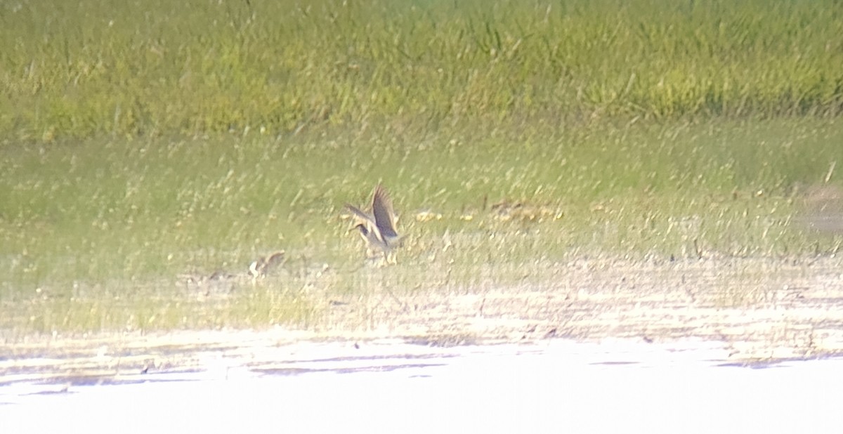 Wilson's Phalarope - ML634369209