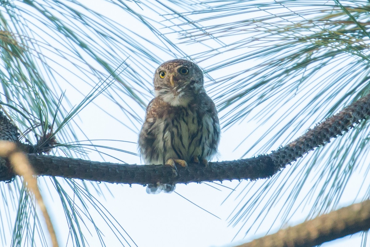 Northern Pygmy-Owl (Mountain) - ML63436921