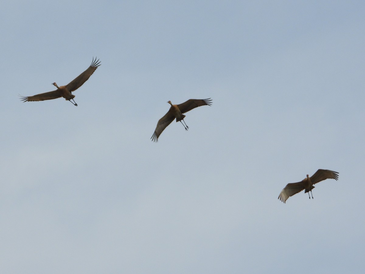 Орог тогоруу - ML634369380