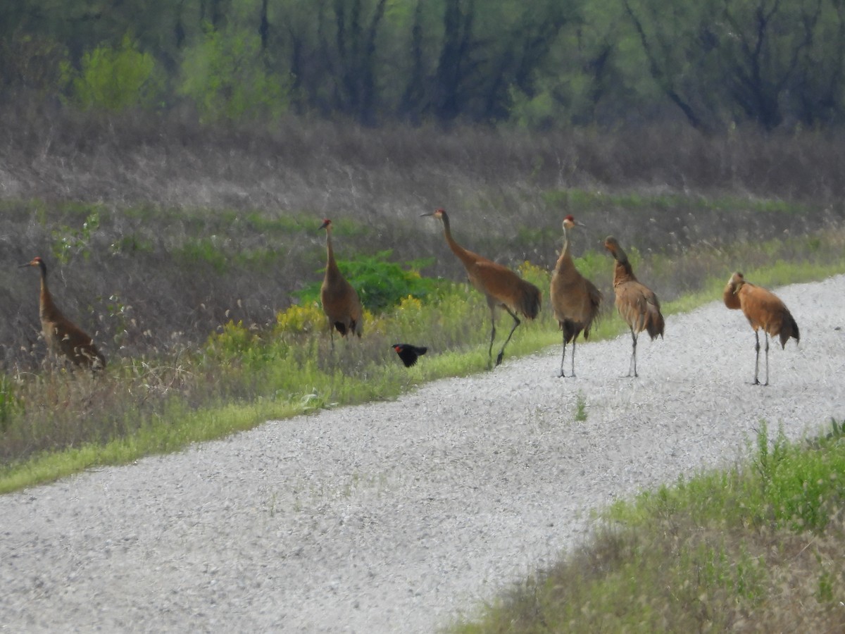 Орог тогоруу - ML634369381