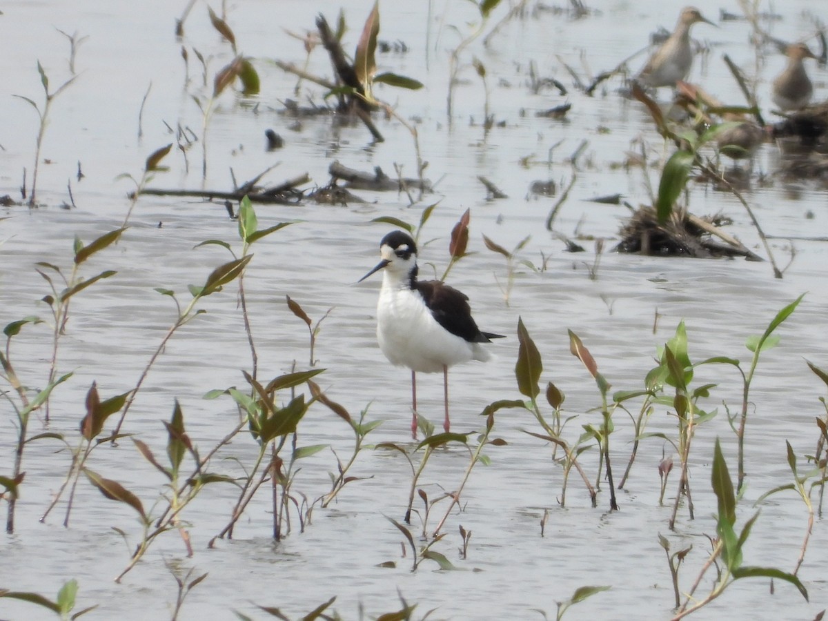 Black-necked Stilt - ML634369394