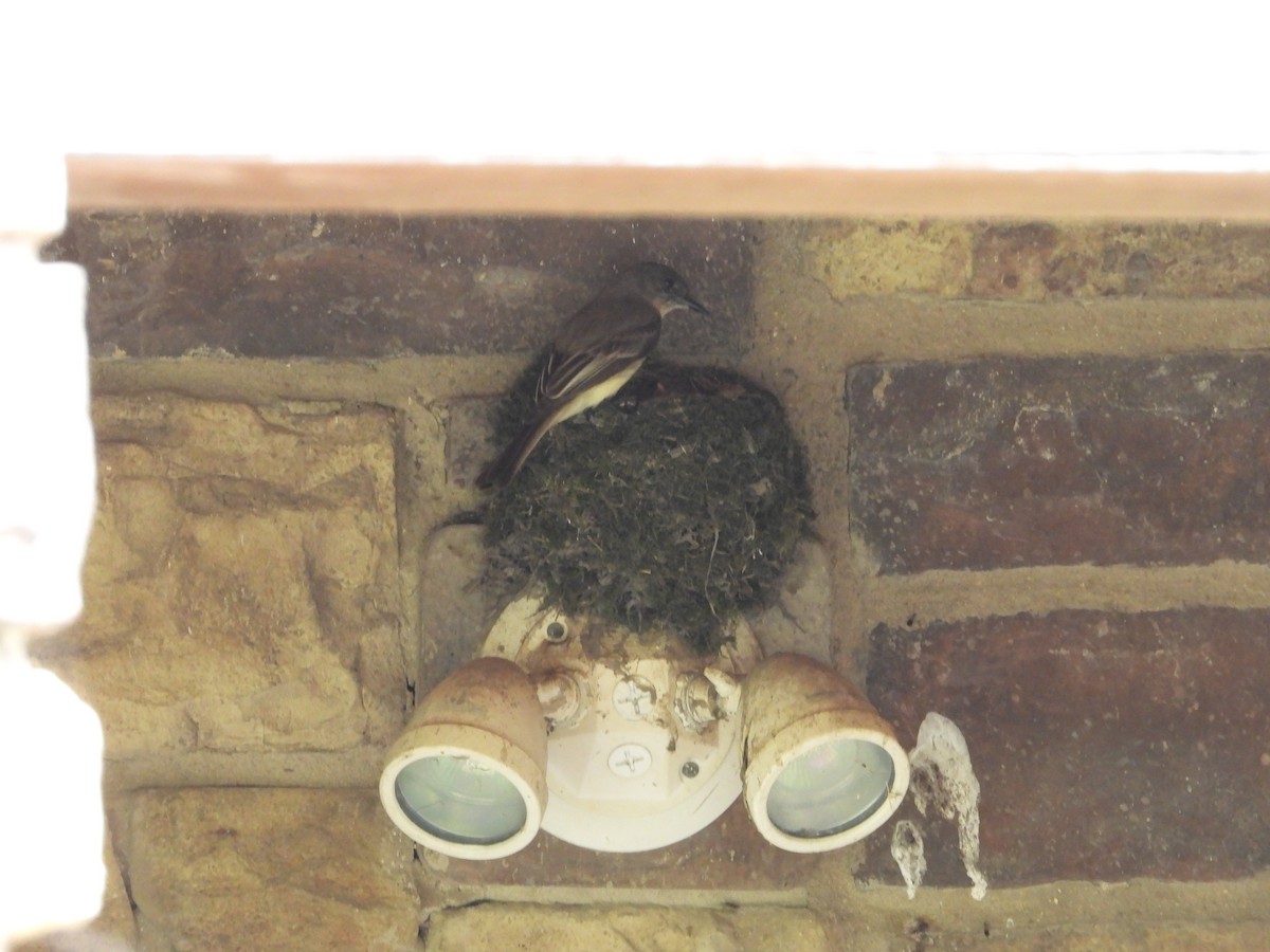 Eastern Phoebe - ML634369409