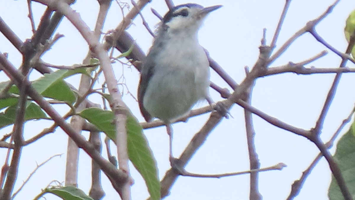 Marañon Gnatcatcher - ML634369511