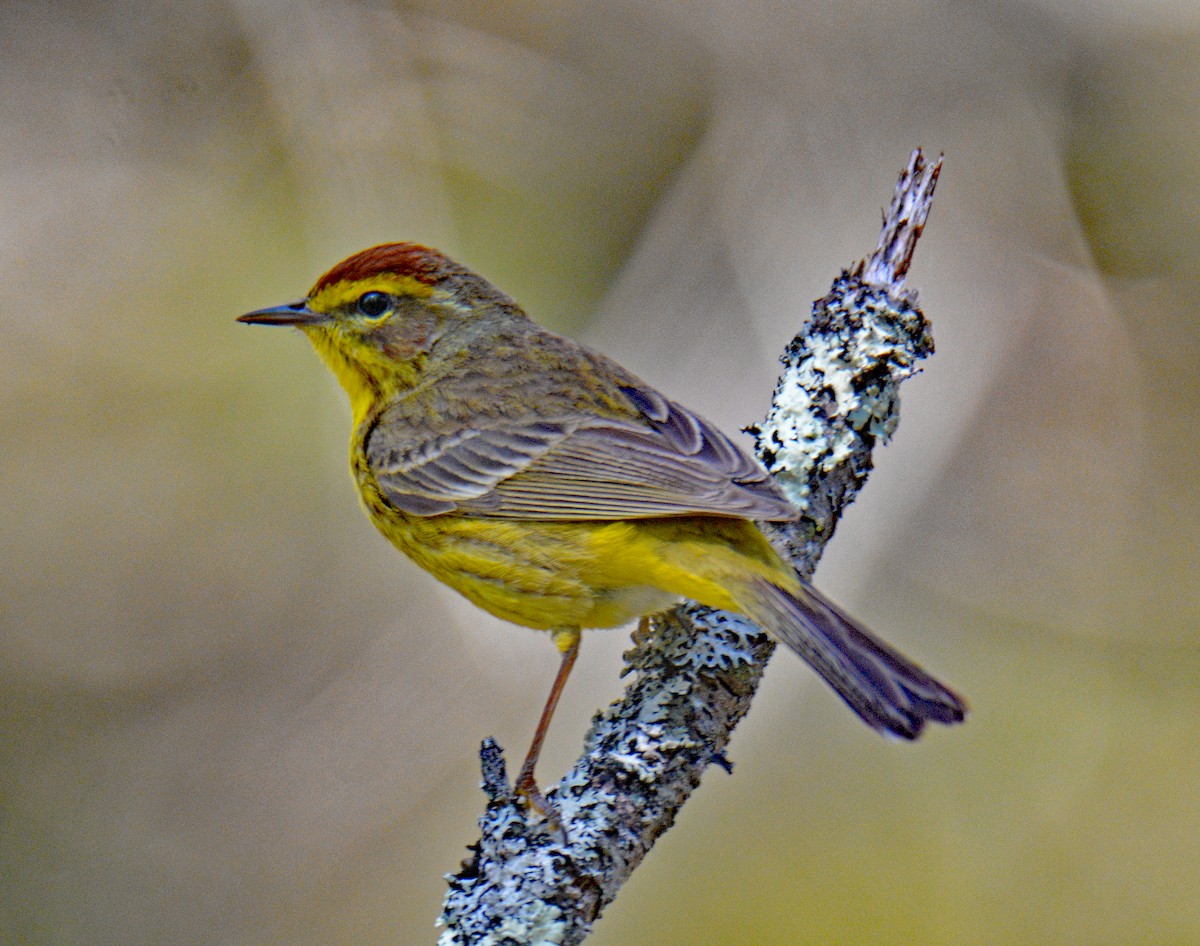 Palm Warbler (Yellow) - ML634369513