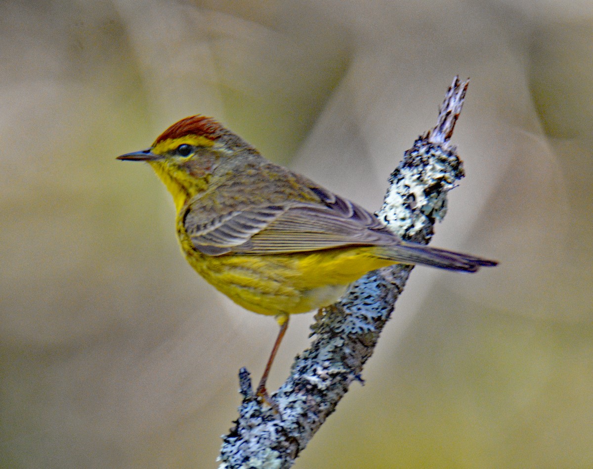 Palm Warbler (Yellow) - ML634369516
