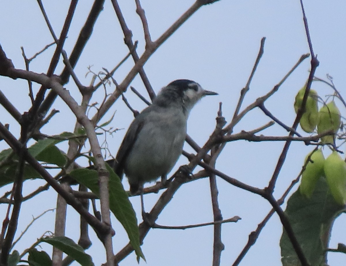 Marañon Gnatcatcher - ML634369520