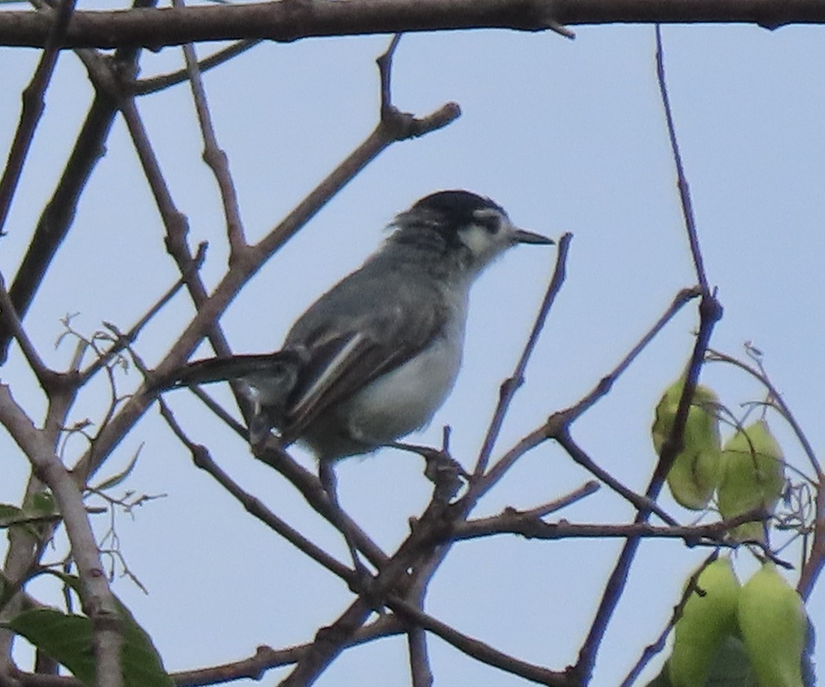 Marañon Gnatcatcher - ML634369526