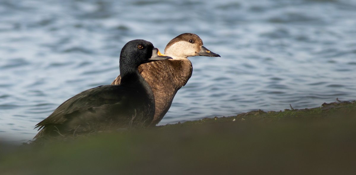 Common Scoter - ML634369538