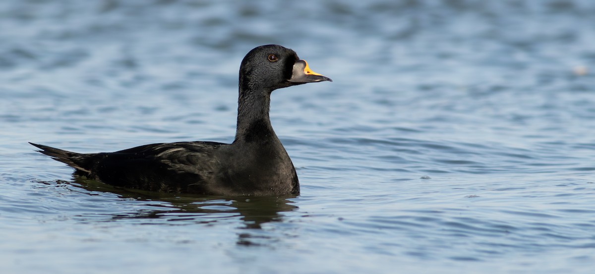 Common Scoter - ML634369539