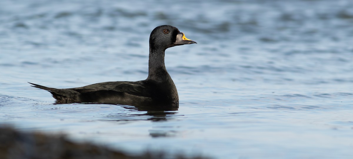 Common Scoter - ML634369558