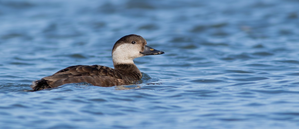 Common Scoter - ML634369566