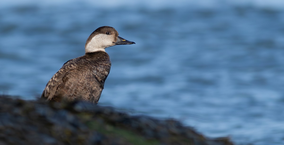 Common Scoter - ML634369567