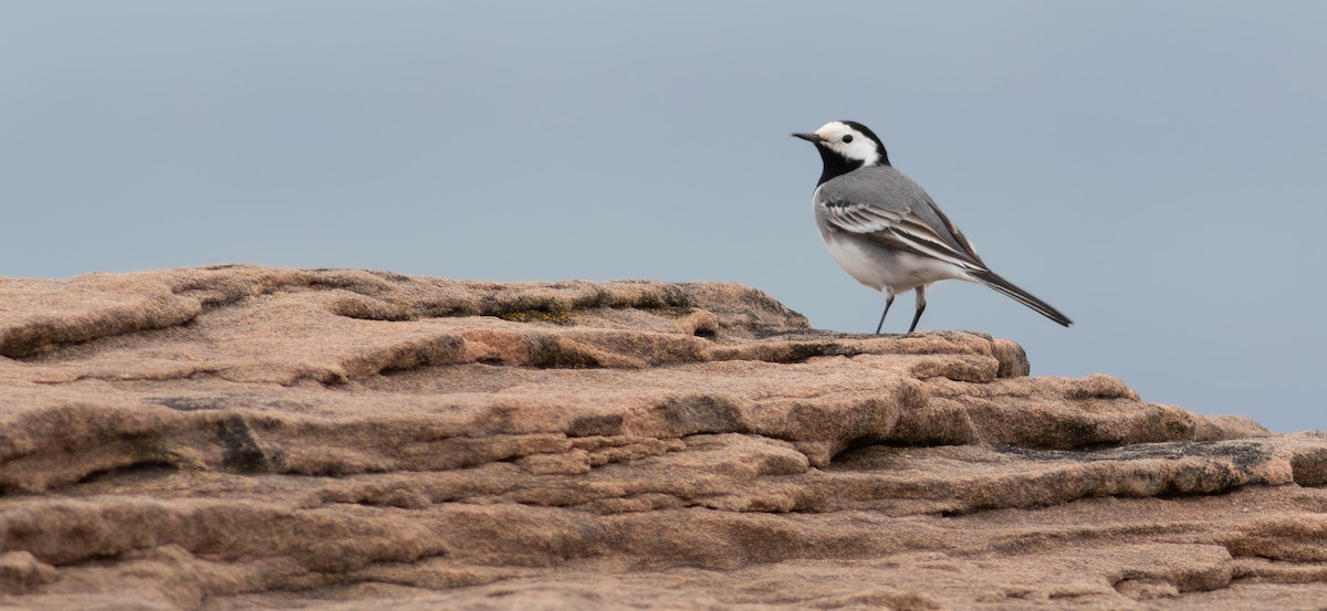 White Wagtail (White-faced) - ML634369582