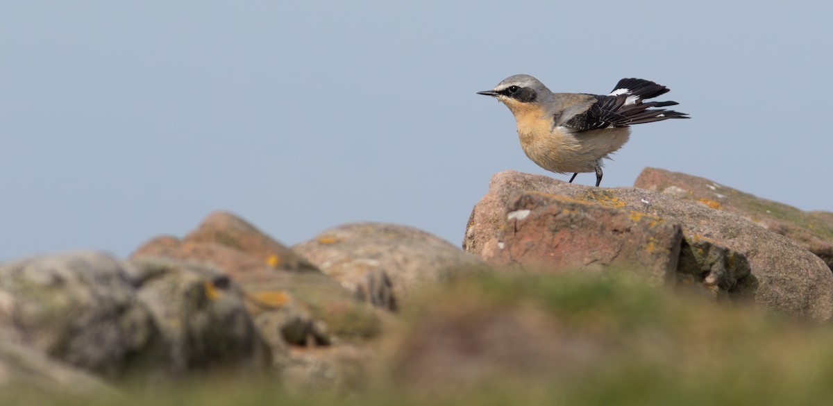 Northern Wheatear - ML634369587
