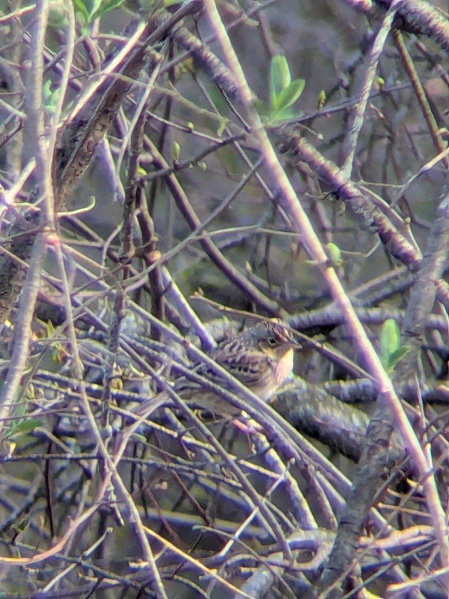 Grasshopper Sparrow - ML634369592