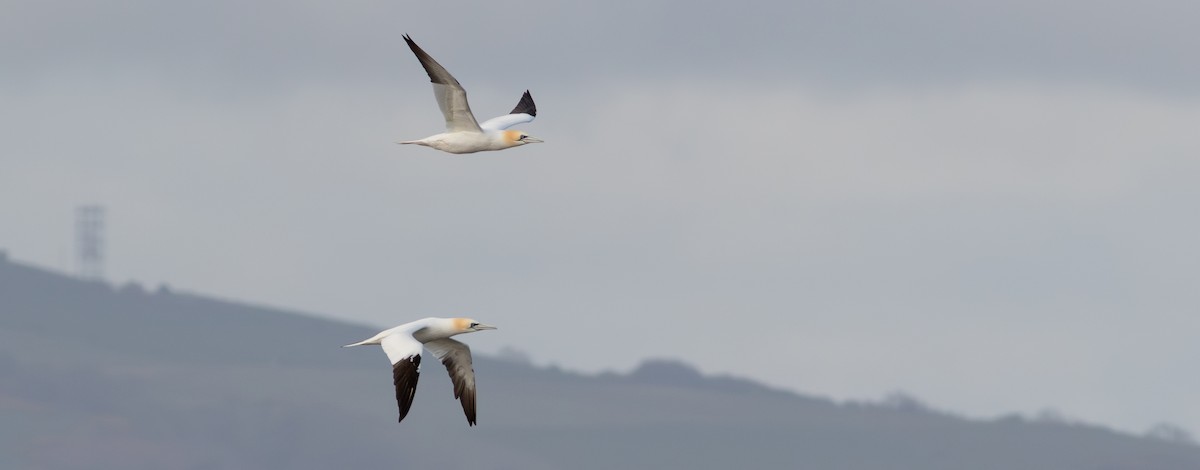 Northern Gannet - ML634369633