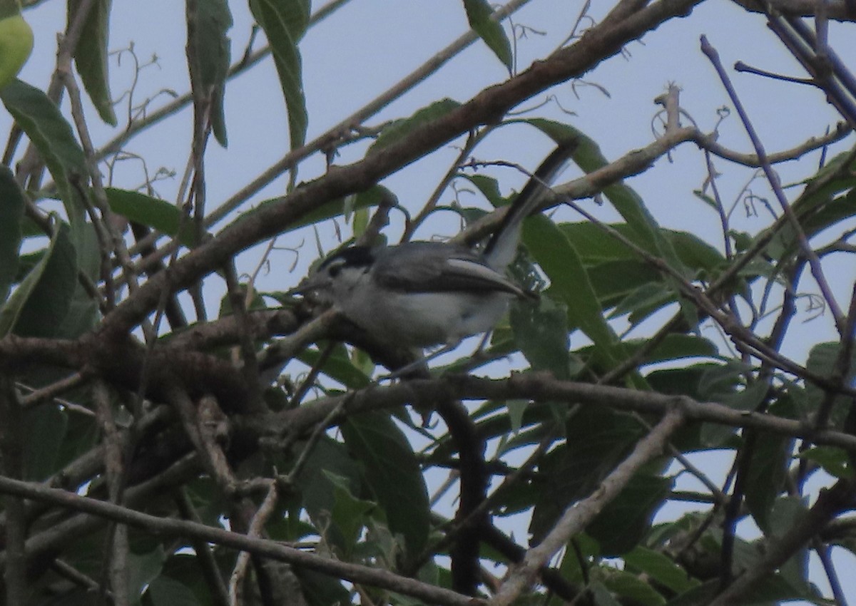 Marañon Gnatcatcher - ML634369648