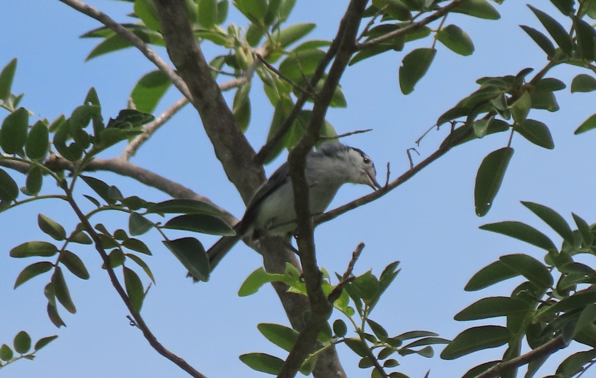 Marañon Gnatcatcher - ML634369807