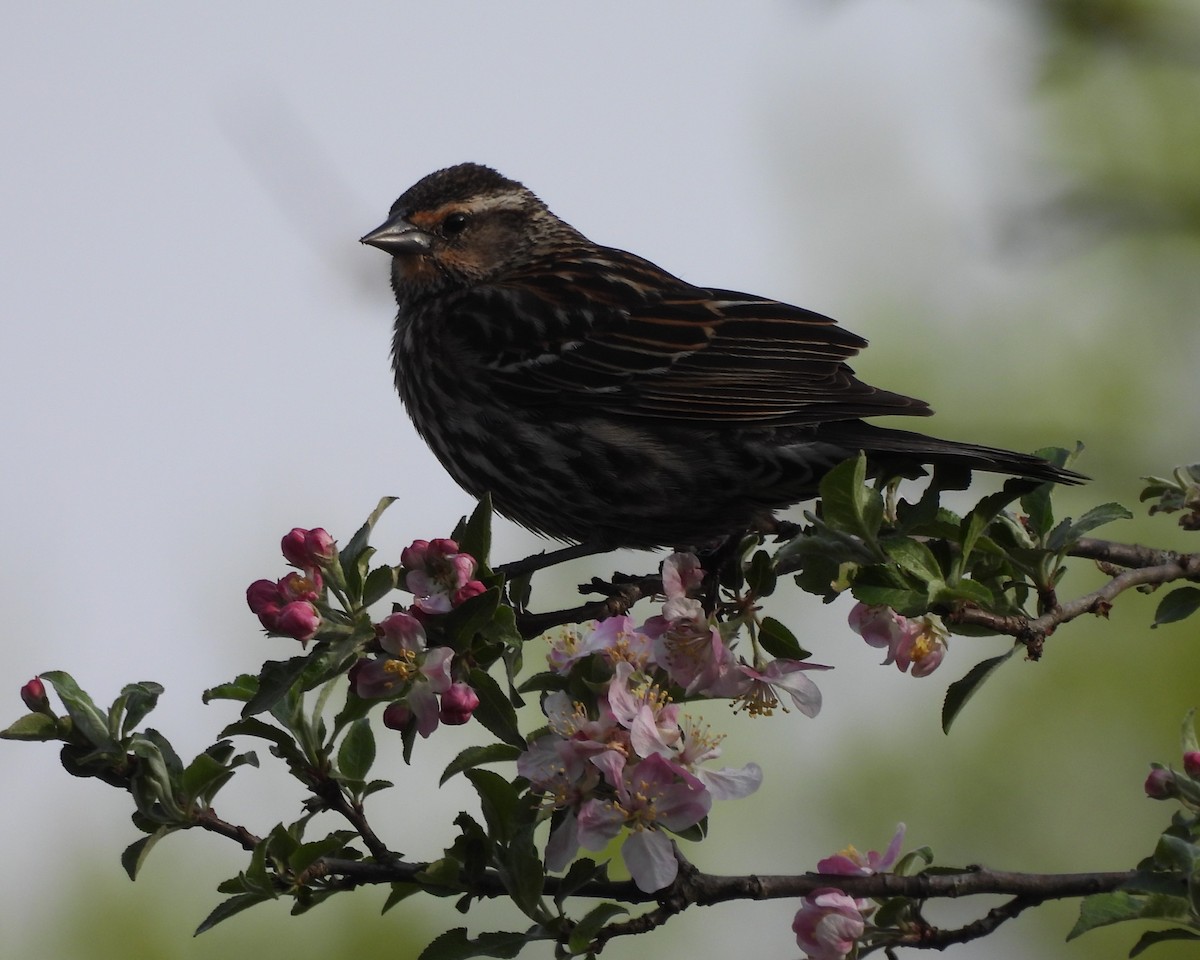 Red-winged Blackbird - ML634369809