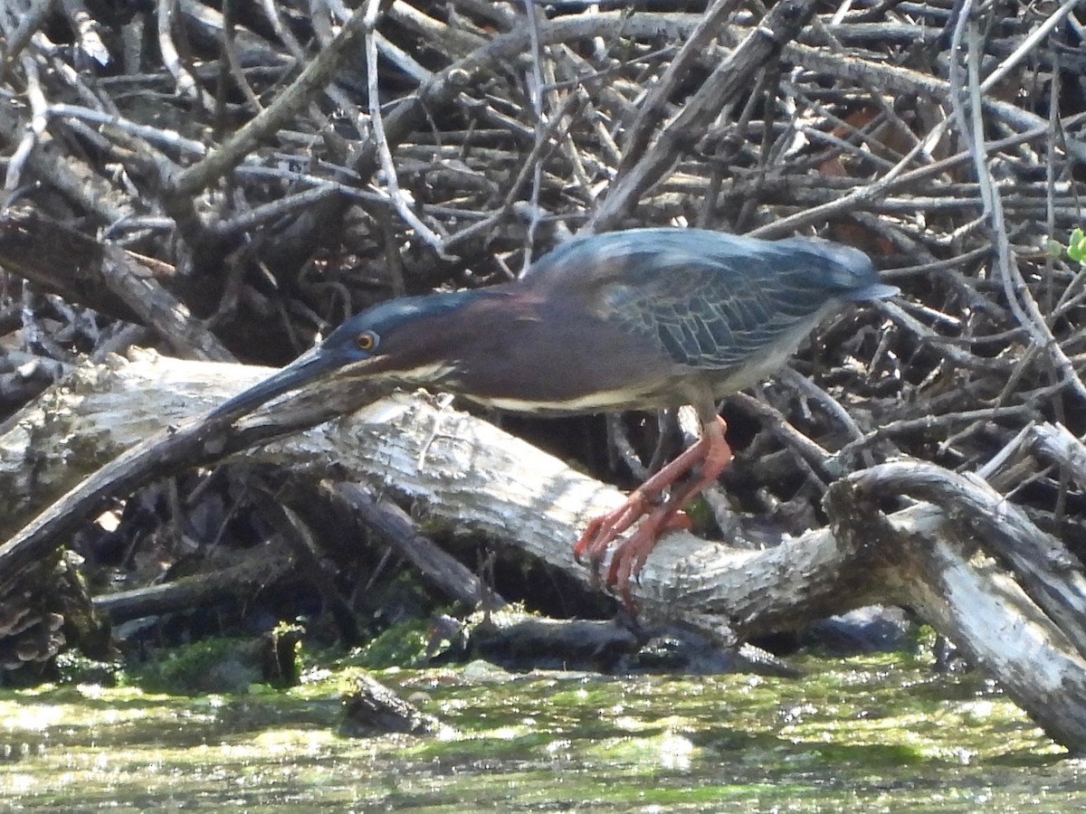 Green Heron - ML634369843