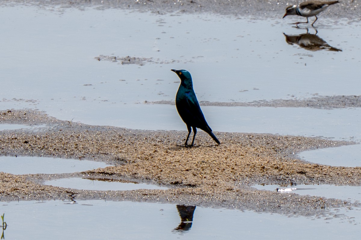 Greater Blue-eared Starling - ML634369856
