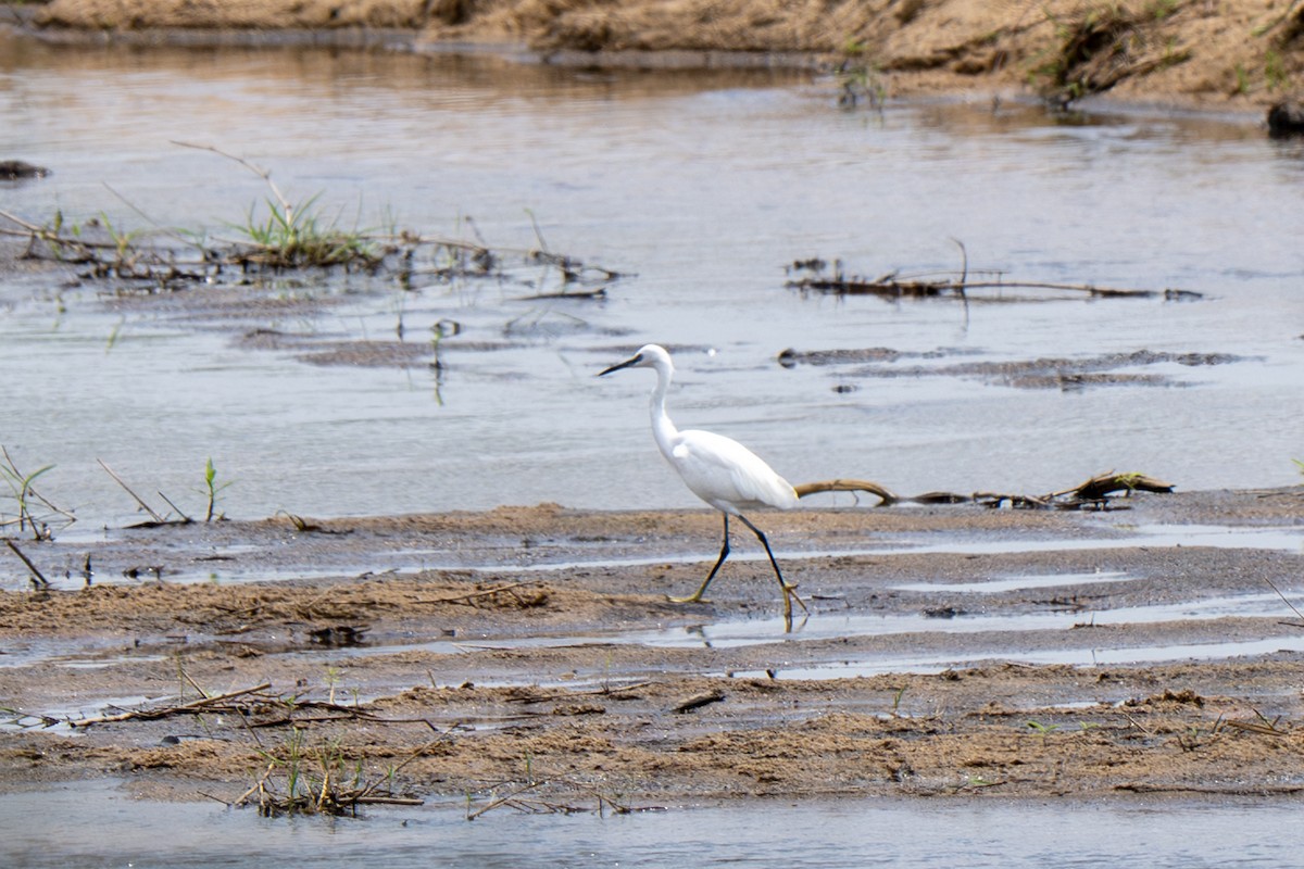 Little Egret (Western) - ML634369865