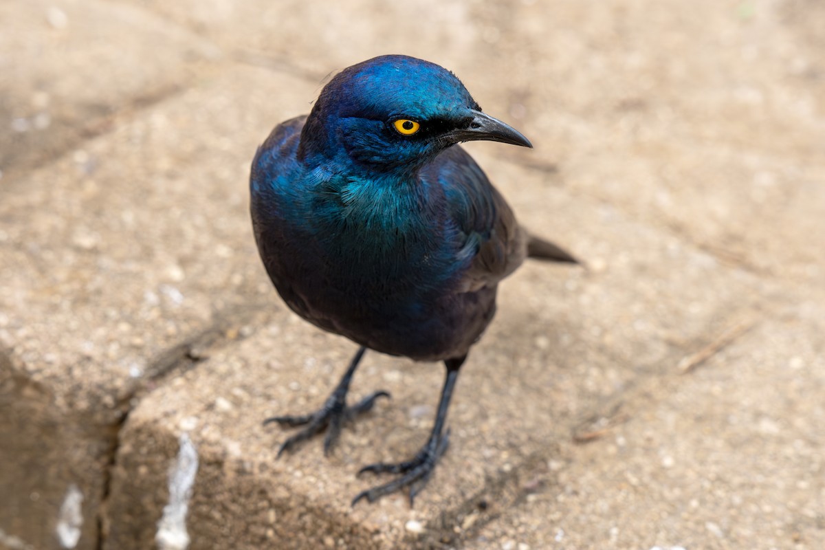 Cape Starling - ML634369880