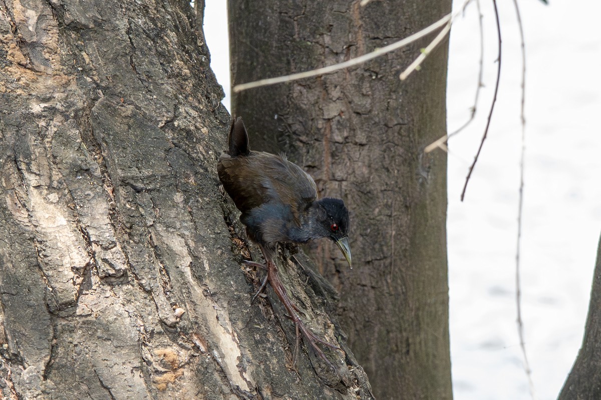 Black Crake - ML634369886