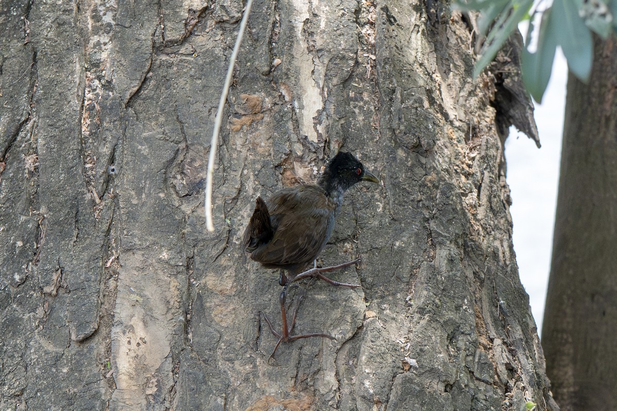 Black Crake - ML634369887