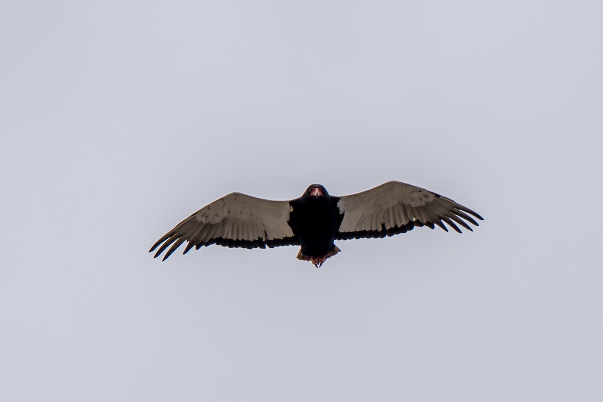 Bateleur - ML634369893