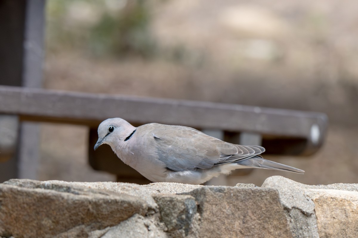 Ring-necked Dove - ML634369897