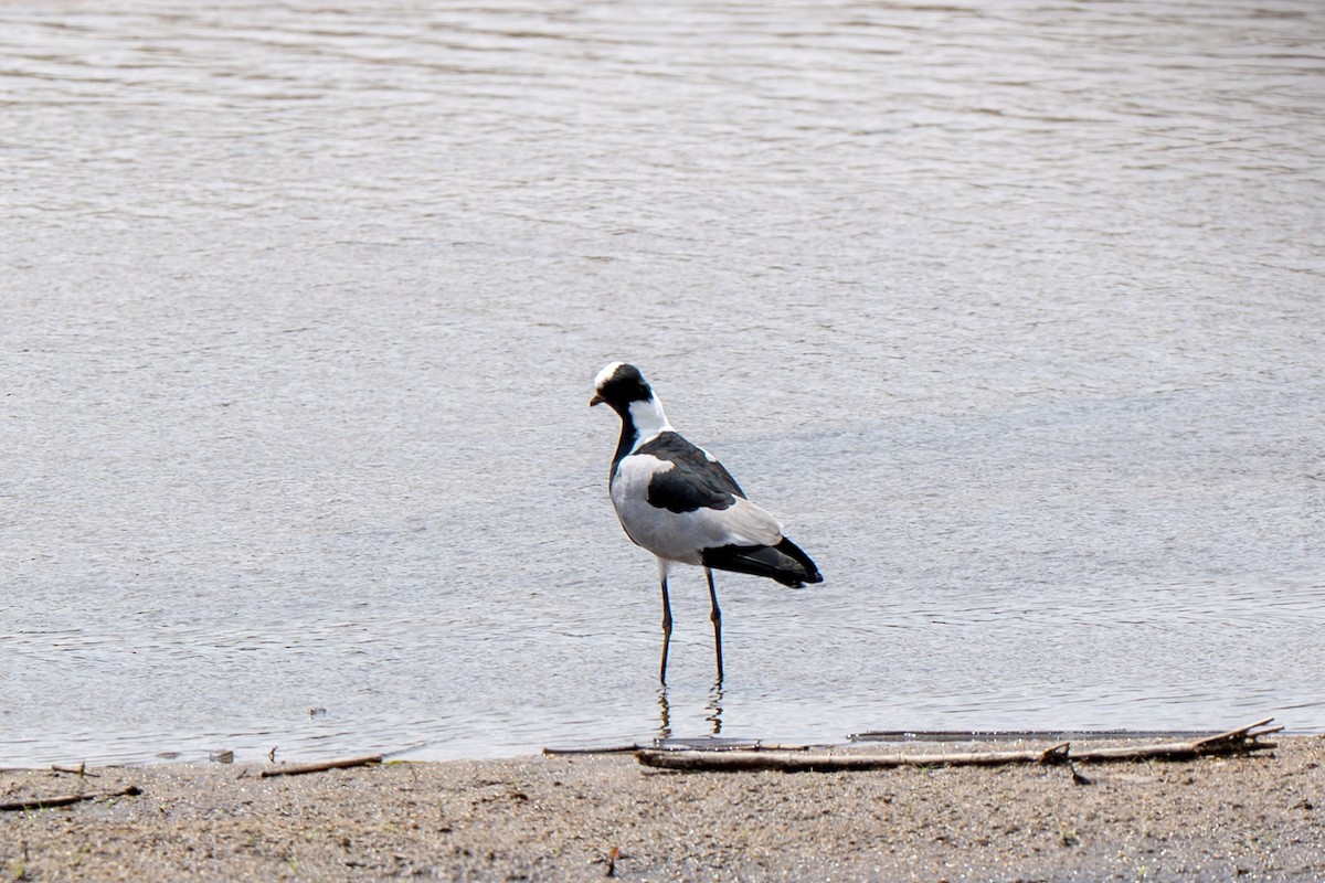 Blacksmith Lapwing - ML634369905