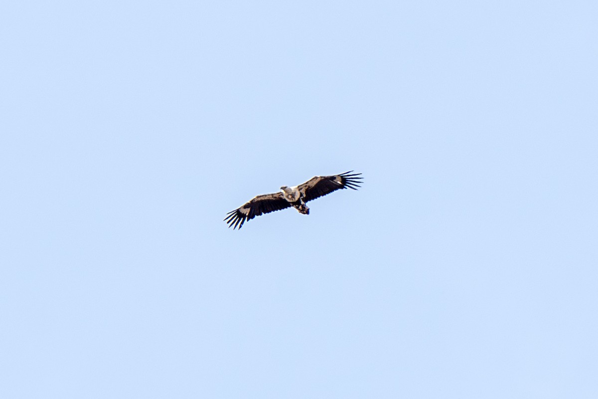 African Fish-Eagle - ML634369915