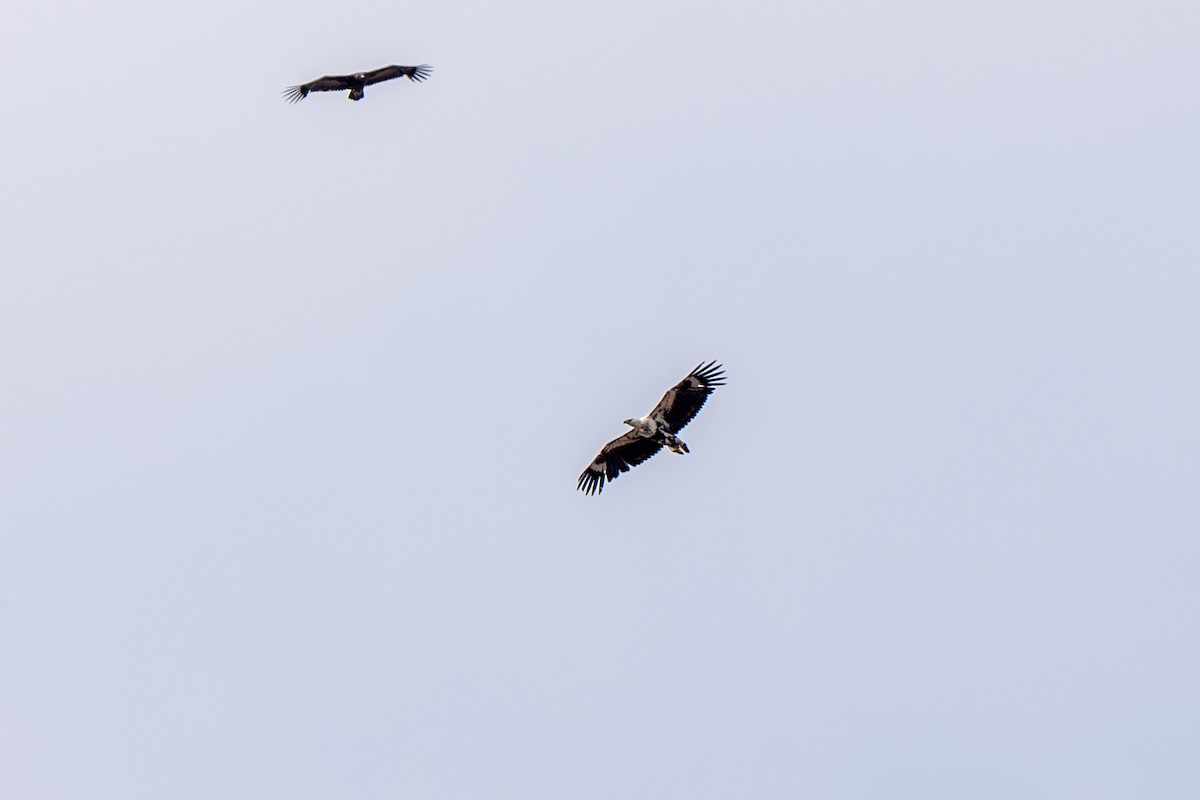 African Fish-Eagle - ML634369916