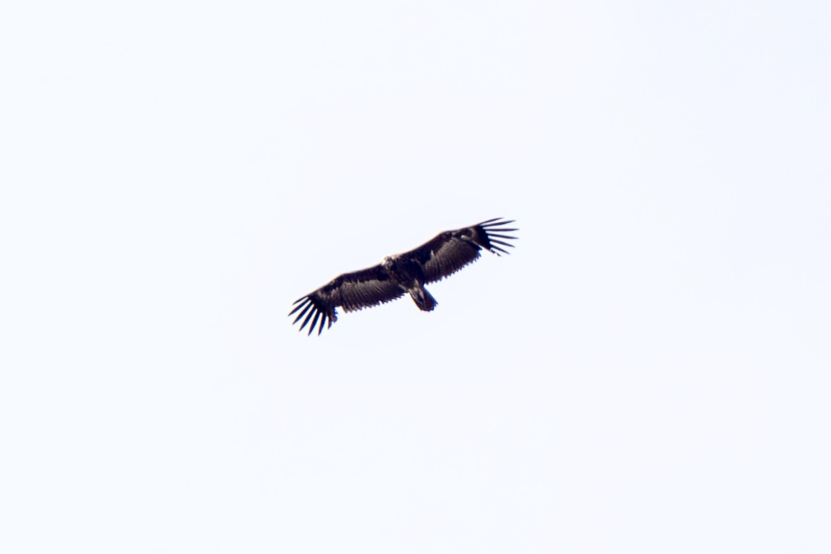 Hooded Vulture - ML634369959
