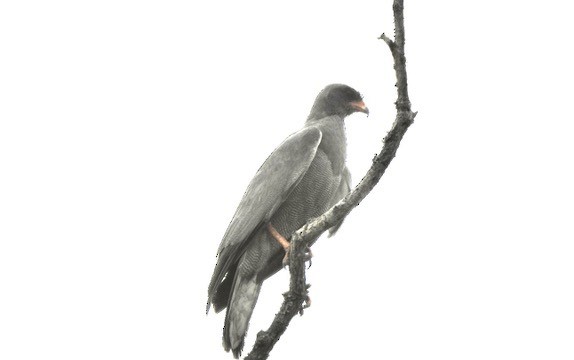 Dark Chanting-Goshawk - ML634370241
