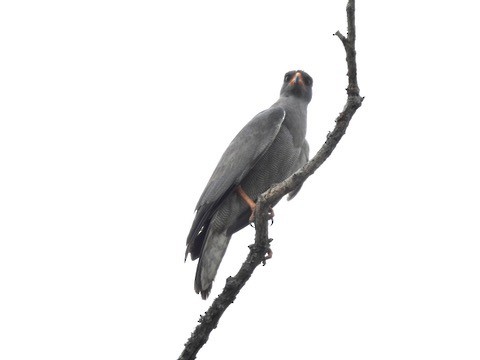 Dark Chanting-Goshawk - ML634370244