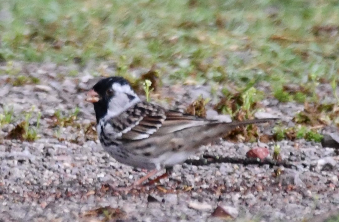 Harris's Sparrow - ML634370609