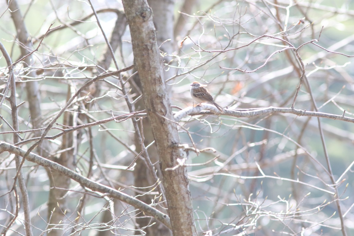 Карнатка білоброва - ML634370614