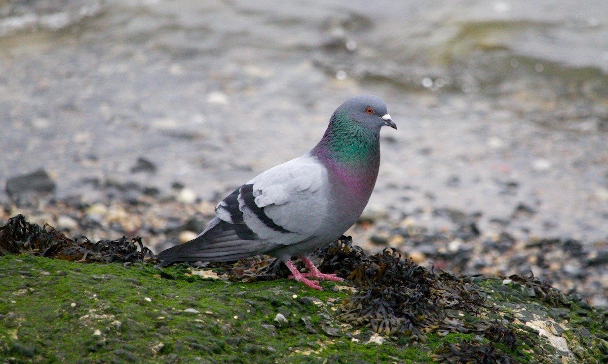 Pigeon biset (forme domestique) - ML634370659
