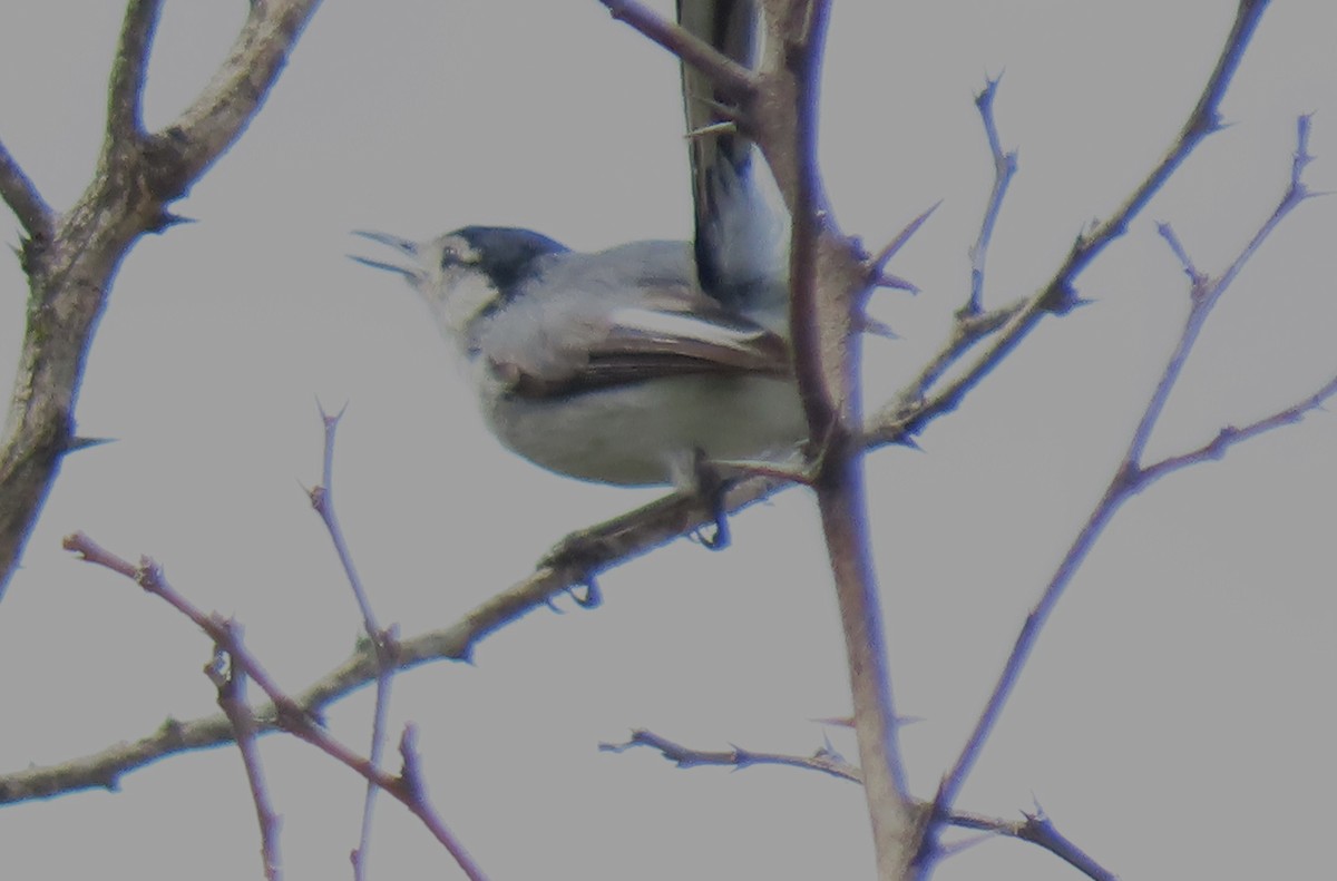 Marañon Gnatcatcher - ML634370899